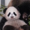 Логотип телеграм канала @pandatv_zalipanda — Залипанда 🐼 Panda TV