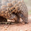 Логотип телеграм канала @pangolins_here — панголины на месте