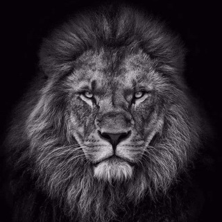 Telegram channel PANJSHER ПАНЧШЕР logo