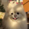 Логотип телеграм канала @pansobaka — Пан собака и его приживалка