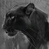 Логотип телеграм канала @pantera_muzuk — Pantera Muz 🥀 | Сохры | Музыка