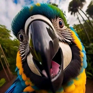 لوگوی کانال تلگرام papagayoschronicles — ֍ Papagayo's Chronicles ֍