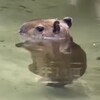 Логотип телеграм канала @papaiabiliboba — Чё по кайфу, то и делаю