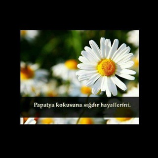 Logo des Telegrammkanals papatya_kokusu - 🌼PaPaTya KoKuSu 🌼