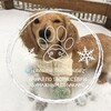 Telegram каналынын логотиби paperdogsz — Vertigo World New