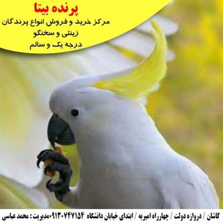 Logo saluran telegram parande_bita — پرنده بیتا