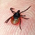 Логотип телеграм канала @parasitefact — Факты о паразитах