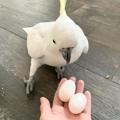 Logo saluran telegram parrotforsal — Fertile Parrots Eggs For Sale