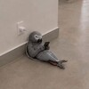 Логотип телеграм канала @parrotontheweb — 🦜 on the web