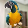 टेलीग्राम चैनल का लोगो parrotplanet00 — Parrots For Sale