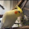 Logo of telegram channel parrotsslave — 🌾Parrot's slave