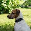 Telegram channel Parson Russell Terrier 🐶 logo