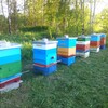 Логотип телеграм канала @pasekaishutin33 — Пасека Ишутиных - пчеловодство для всех