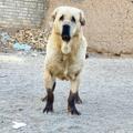 لوگوی کانال تلگرام pashdarnoble — 🦅کانال پژدر بازان سطح یک ایران و عراق 🐕