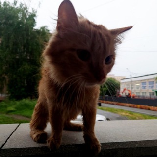Логотип телеграм канала @password_neverhelps — Публичный, neverhelps 🦋