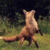 Логотип телеграм канала @paukblyat — 🦊Лисья норка🦊