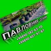 Telegram kanalining logotibi pavlovniya_olami — 🌱Павловния олами 🌱