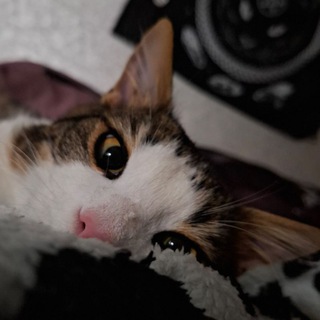 Логотип телеграм канала @pawn_cat — Пешка кошки//~