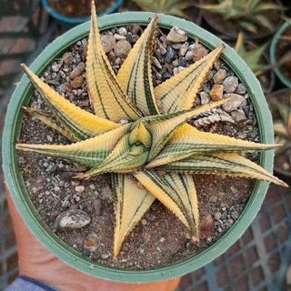 لوگوی کانال تلگرام payane_cactus_iran — ❤️آگهی رایگان گل وگیاه❤️