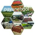 Logo saluran telegram payanehgol20 — پایانه گل (نیازمندی ها)