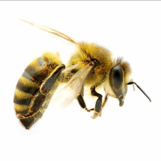 Логотип телеграм канала @pchyolca — Пчёлка