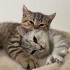 Логотип телеграм канала @peacefulcats — Мирные Коты