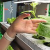 Логотип телеграм канала @pedpraktika_agroclass — Педпрактики СОБИРАЕМ Урожай