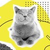Логотип телеграм канала @pefood_markirovka — РГ КОРМА