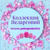 Логотип телеграм канала @pelargonia10 — Коллекция Пеларгоний Наталии