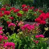 Логотип телеграм канала @pelargoniisad — Грани герани | пеларгонии и сад 🏡