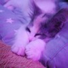 Логотип телеграм канала @pelmen3273 — Pelmen🌿