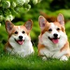 Логотип телеграм канала @pembroke_welsh_corgi — Корги пемброк питомник TelmanHaus I Щенки корги пемброк 🇦🇮