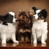 Logo of telegram channel peperudadog — Peperuda.Dog