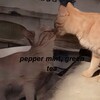 Логотип телеграм канала @peppermintgreenteatg — ⋆ ˚｡⋆୨୧˚𝙥𝙚𝙥𝙥𝙚𝙧 𝙢𝙞𝙣𝙩, 𝙜𝙧𝙚𝙚𝙣 𝙩𝙚𝙖 🌱