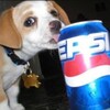 Логотип телеграм канала @pepsiatinka — ПЕПСЯТИНА