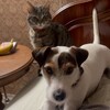 Логотип телеграм канала @pepsitusia — 🐶Пепс и Туся😼➕ Друзья
