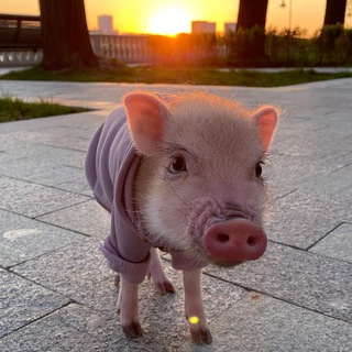 Логотип телеграм канала @percivald_piglet — Поросёнок Персик 🐷