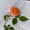 Логотип телеграм канала @pereylok24 — Книжный переулок 24/7