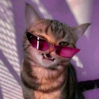 Логотип телеграм канала @perfectpicture — Purrfect Memes