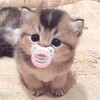 Логотип телеграм канала @perzhiki — пёржики