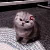 Логотип телеграм канала @pesdalisiii — Пес да лисы