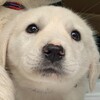 Логотип телеграм канала @pesiytelegram — Пёсий телеграм