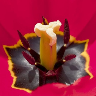 Логотип телеграм канала @pestik_tachinka — Пестики тычинки❤️💋🥰