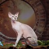 Логотип телеграм канала @peterbald_msk — Котята Петерболды, Ориенталы и Сиамы