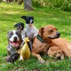 Логотип телеграм канала @petmylovepet — Питомцы и немного мы