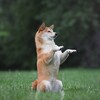 Логотип телеграм канала @petphotografs — Фотограф-анималист МСК👻