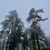 Логотип телеграм канала @petrichoris — petrichor | петрикор