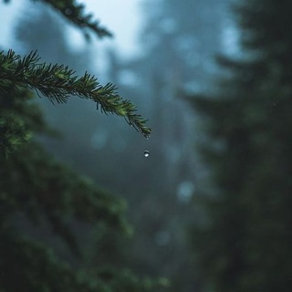 Логотип телеграм канала @petrichorone — Petrichor