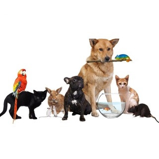 Логотип телеграм канала @pets_kropotkin — Животные|Объявления|Кропоткин 🐕‍🦺🐈🐠🐍🐢🐇🐁🐀🦔🦜