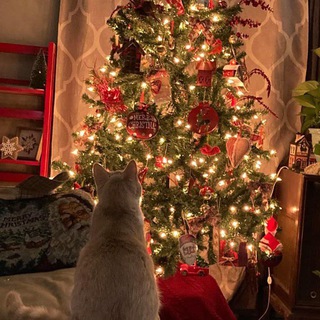 Логотип телеграм канала @pets_shop_me — 𝒎𝒖𝒓𝒛𝒊𝒍𝒌𝒊🐾